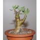Tylecodon paniculatus