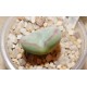 Conophytum bilobum Red