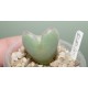 Conophytum bilobum Red