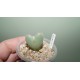 Conophytum bilobum Red