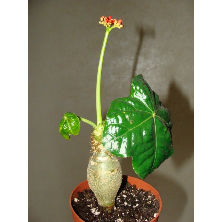 Jatropha podagrica