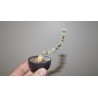 Crassula plegmatoides