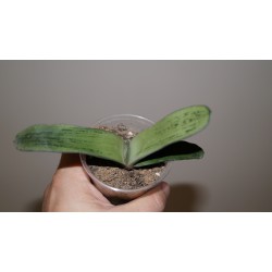 Gasteria Silver Moon x Bob Taylor variegata