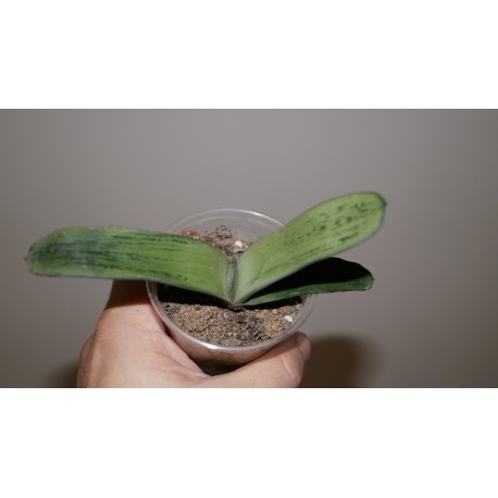 Gasteria Silver Moon x Bob Taylor variegata