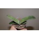 Gasteria Silver Moon x Bob Taylor variegata