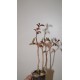 Пеперомия Гравеоленс Peperomia Graveolens