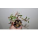 Пеперомия Гравеоленс Peperomia Graveolens