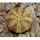 Astrophytum Super Kabuto Gold