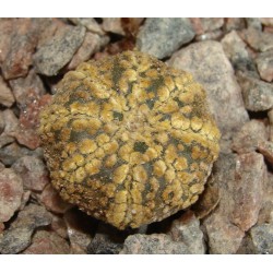 Astrophytum Super Kabuto Gold