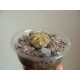 Astrophytum Super Kabuto Gold