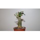 Адениум Adenium obesum