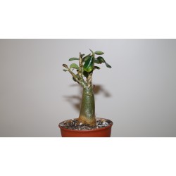 Адениум Adenium obesum