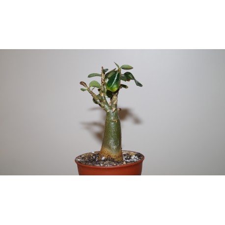 Адениум Adenium obesum