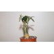 Адениум Adenium obesum