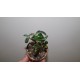 Адениум Adenium obesum