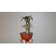 Адениум Adenium obesum