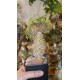 Pachypodium lamerei cristata