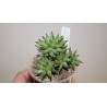 Хавортия Haworthia reticulata - детка