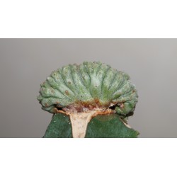 Euphorbia obesa cristata