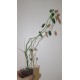 Euphorbia gymnoclada