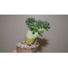Pachyphytum compactum cristata