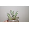 Adromischus liebenbergii triflorus YN919