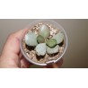 Adromischus liebenbergii YN919