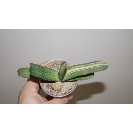Gasteria Bob Taylor x Sun King variegata