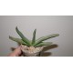 Gasteria Bob Taylor x Sun King variegata
