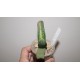 Gasteria Bob Taylor x Sun King variegata