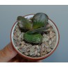 Adromischus maculatus Calico Hearts