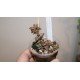 Lenopetallum Chocolate variegata