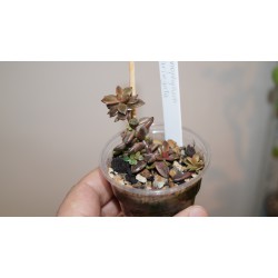 Ленопеталлум вариегатный Lenopetallum Chocolate variegata