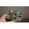 Sinocrassula densirosulata