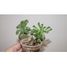 Tylecodon leucothrix