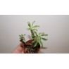 Tylecodon striatus