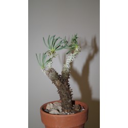 ъ26 Tylecodon wallichii бонсай - Галерея