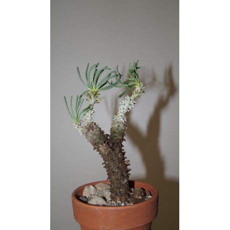Tylecodon cacalioides бонсай