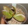 Adromischus trigynus 'Klaarwater'
