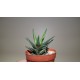 Haworthia reinwardtii variegata