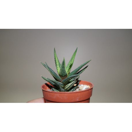 Haworthia reinwardtii variegata