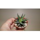 Haworthia reinwardtii variegata