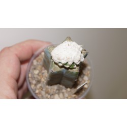 Obregonia denegrii monstrosa