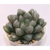 Haworthia Yamada Black obtusa small AR1119