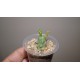 Euphorbia globosa