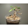 Эуфорбия Euphorbia decaryi var.decaryi