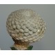 Euphorbia piscidermis