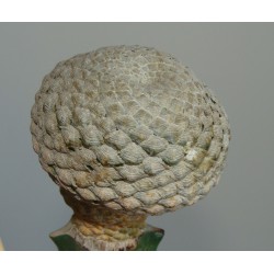 Euphorbia piscidermis