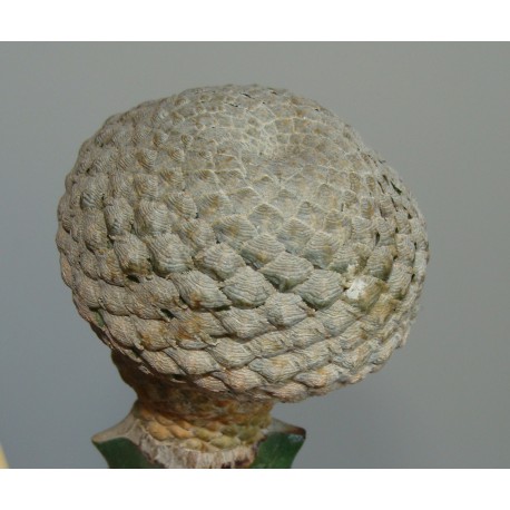 Euphorbia piscidermis