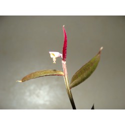 Monadenium rubellum - черенок